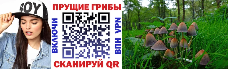 купить наркотик  Дудинка  omg как зайти  Псилоцибиновые грибы Magic Shrooms 